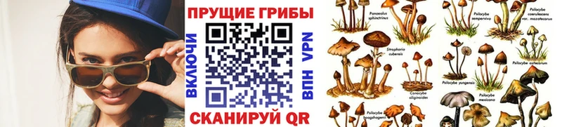 Галлюциногенные грибы Psilocybine cubensis  Можайск 